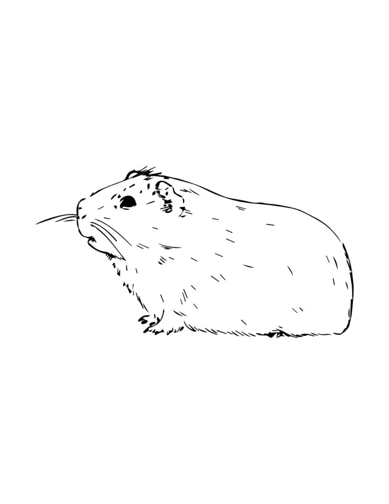 Coloriage Animaux2 cochon dinde